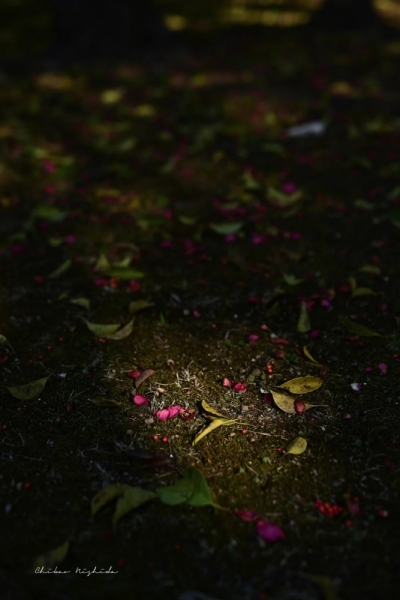 20260218wildbirdpark-3