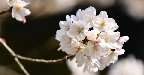 20260325cherryblossom-1