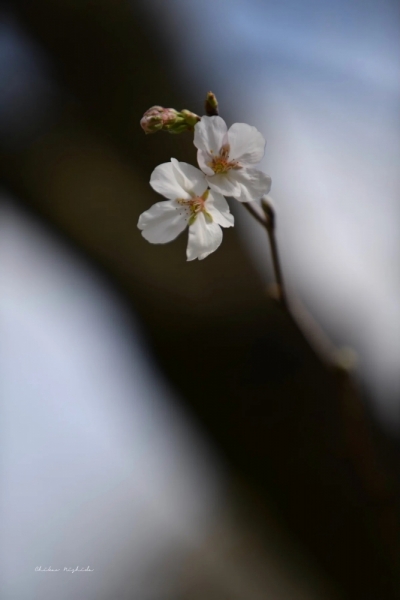 20260325cherryblossom-10