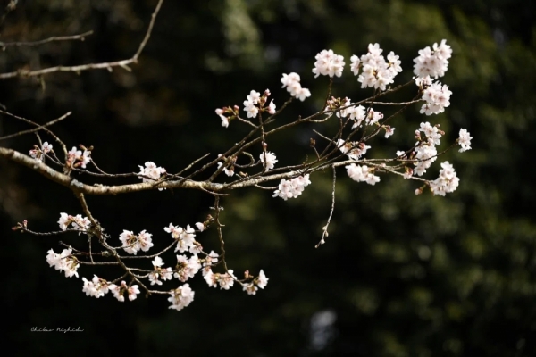 20260325cherryblossom-5