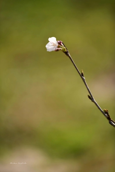 20260325cherryblossom-6