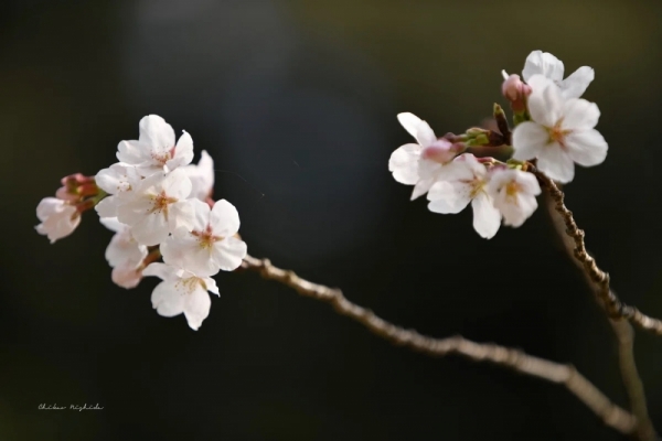 20260325cherryblossom-7