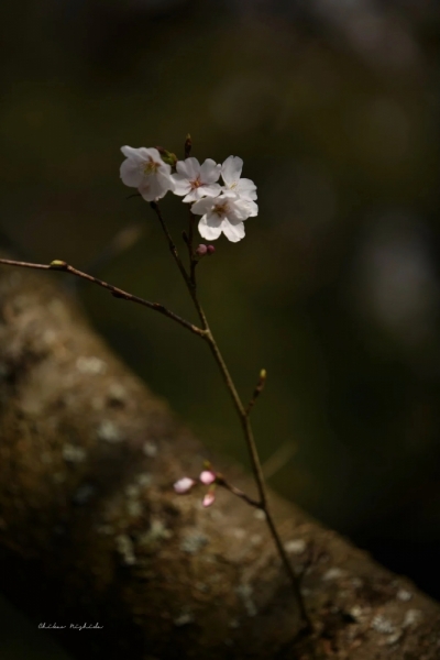 20260325cherryblossom-9