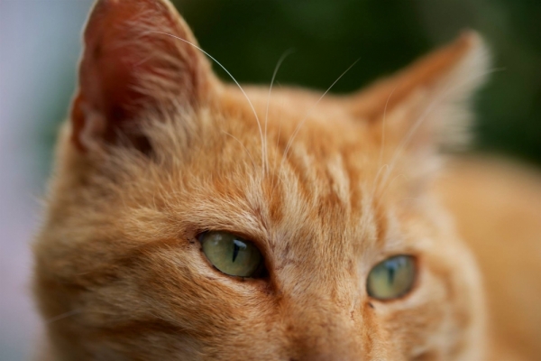 ファイル名: 20260413cat-1.jpeg
ファイルサイズ: 328.8KB
→クリックで元のサイズを表示 20260413cat-1