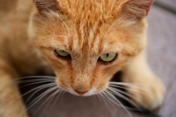 ファイル名: 20260413cat-2.jpeg
ファイルサイズ: 381.5KB
→クリックで元のサイズを表示 20260413cat-2