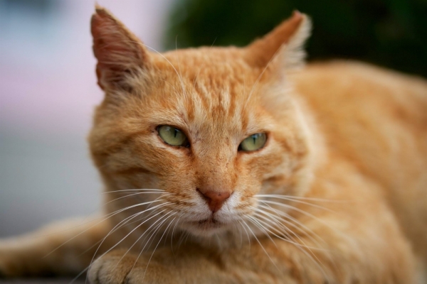 ファイル名: 20260413cat-3.jpeg
ファイルサイズ: 340.4KB
→クリックで元のサイズを表示 20260413cat-3